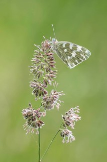 Eastern Bath White (Pontia edusa) sits on grass