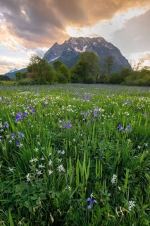 Meadow with white mountain daffodils (Narcissus radiiflorus) and Siberian iris (Iris sibirica)