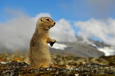 Arctic ground squirrel (Spermophilus parryii)