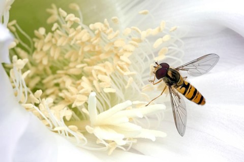 Hoverfly (Syrphidae) sitting on cactus flower (Echinopsis sp.)