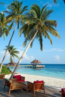 Stranbdar with lounge chairs under (Cocos nucifera) the beach