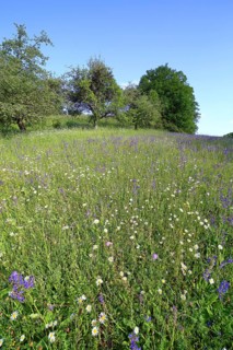 Colourful flowering species-rich meadow in spring