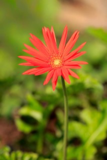 Barberton Daisy (Gerbera) (Gerber daisy jamesonii)