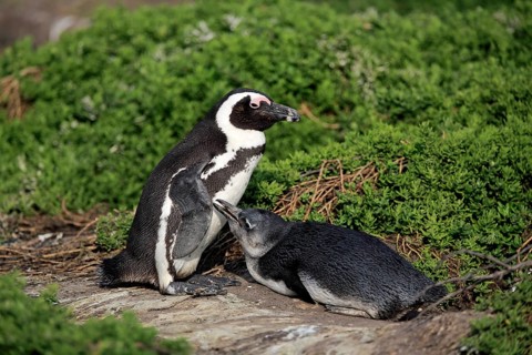 African penguin (Spheniscus demersus)