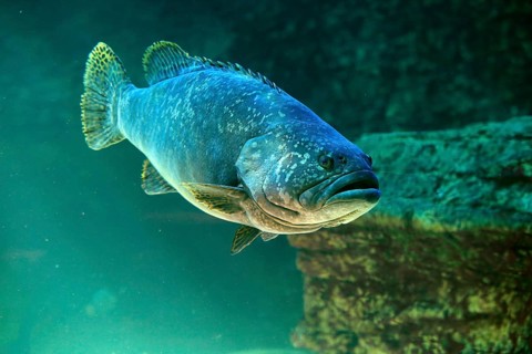 Dark grouper