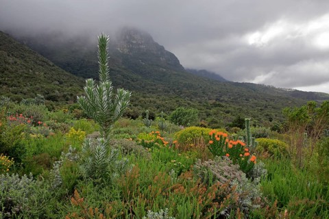 Genuine Silver tree (Leucadendron argenteum)