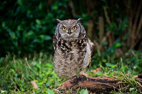 Spotted Eagle-Owl (Bubo africanus)