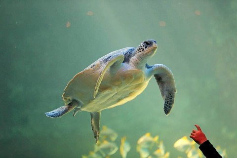 Green turtle (Chelonia mydas)
