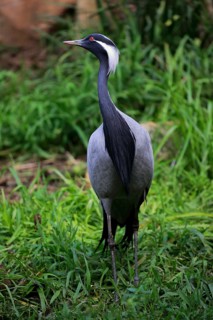 Demoiselle crane (Anthropoides virgo)