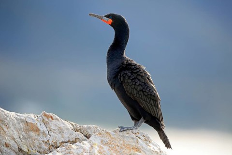 Cape Cormorant