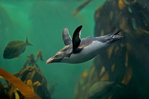 Northern Rockhopper Penguin (Eudyptes chrysocome)