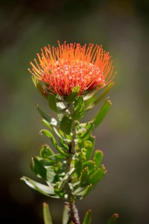 Pincuspid Protea