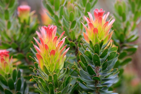 Protea