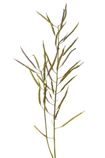 Mature Rapepods (Brassica napus) on white background