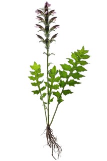 Balkan hogweed (Acanthus hungaricus) on white background