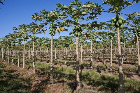 Papaya Plantation