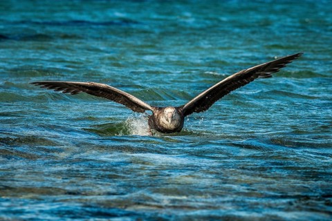Southern giant petrel (Macronectes giganteus) lands on water