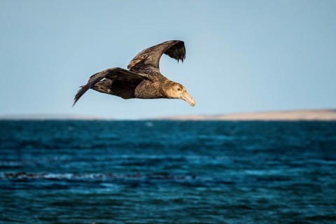 Southern giant petrel (Macronectes giganteus) in flight