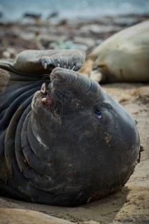 Southern elephant seal (Mirounga leonina)