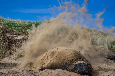 Southern elephant seal (Mirounga leonina)