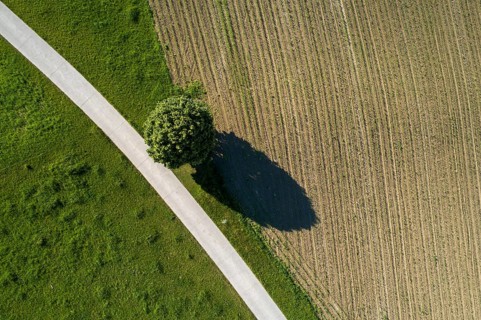 Solitaire tree