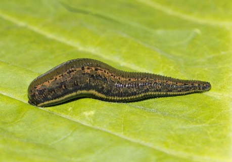 Medicinal leech (Hirudo medicinalis) on a green sheet