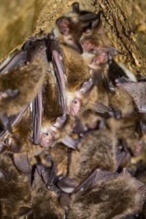 Bechstein's bat (Myotis bechsteinii)
