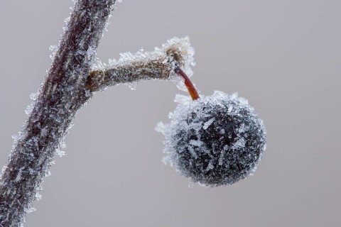 Frozen berry of a grape cherry (Prunus padus L.) in hoarfrost