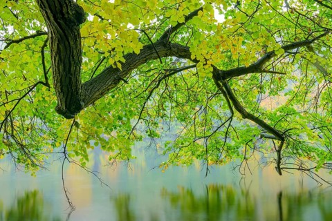 View of the lake Schmaler Luzin in the Feldberger Seenlandschaft in autumn