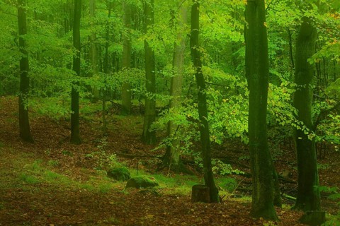 Forest in autumn in the Holy Halls