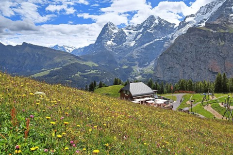 Blossoming mountain meadow and mountain inn Almendhubel in front of the Eiger and Moench