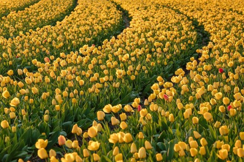 Tulip field at sunset