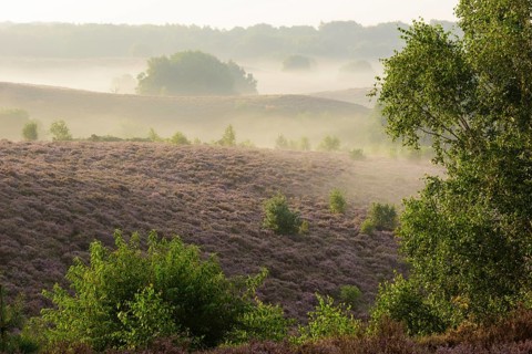 Blooming heath with fog in the valleys