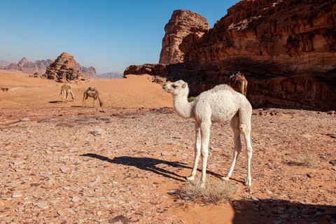 Dromedary (Camelus dromedarius)