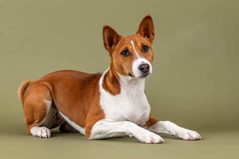 Basenji or Congo Terrier (Canis lupus familiaris)