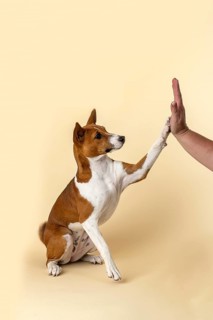 Basenji or Congo terrier (Canis lupus familiaris)