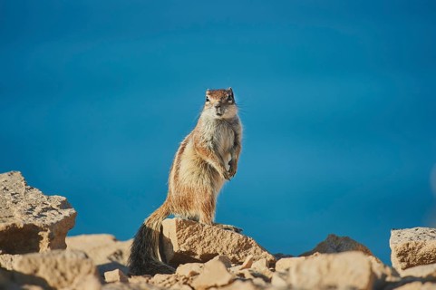 Barbary ground squirrel (Atlantoxerus getulus) stands on a rock