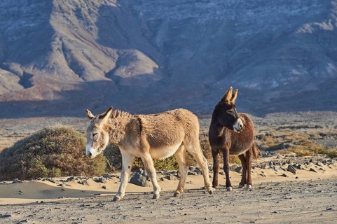 African wild asses (Equus africanus asinus ) in barren landscape