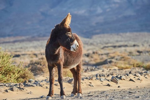 African wild ass (Equus africanus asinus ) in barren landscape