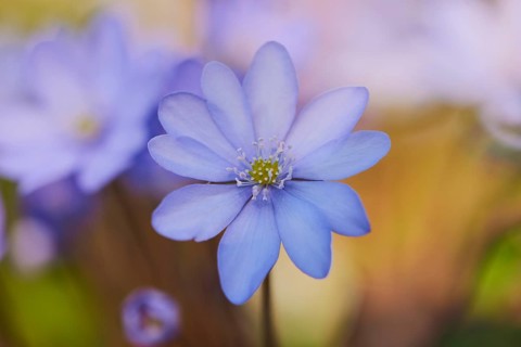 Common hepatica (Anemone hepatica )