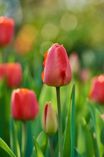 Didier's tulip or garden tulip (Tulipa gesneriana) blossoms
