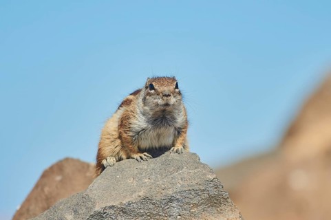 Barbary ground squirrel (Atlantoxerus getulus ) on rocks