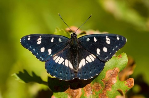 Southern white admiral (Limenitis reducta) sitting with open wings on a leaf