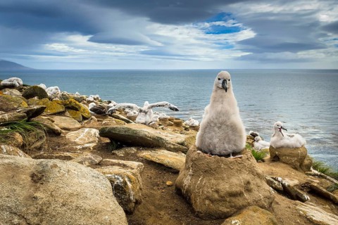 Black-browed Albatross (Thalassarche melanophris) chick on its nest