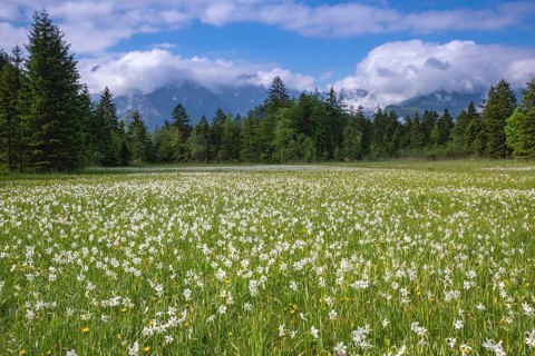 Meadow with white mountain daffodils (Narcissus radiiflorus)