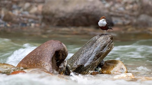 White-breasted dipper (Cinclus cinclus) sitting on a stone in a creek