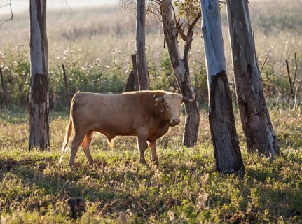 Young bull on pasture