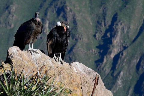 Andean condors (Vultur gryphus) sitting on a rock