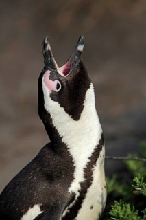 African penguin (Spheniscus demersus)