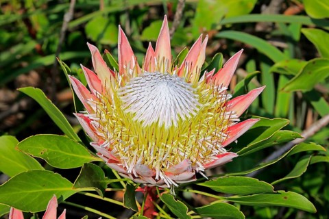 King Protea (Protea cynaroides)